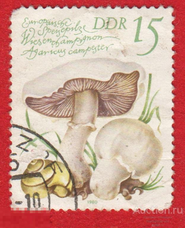 Марка ГДР 1980 год. Шампиньон обыкновенный вид грибов рода шампиньон. грибы