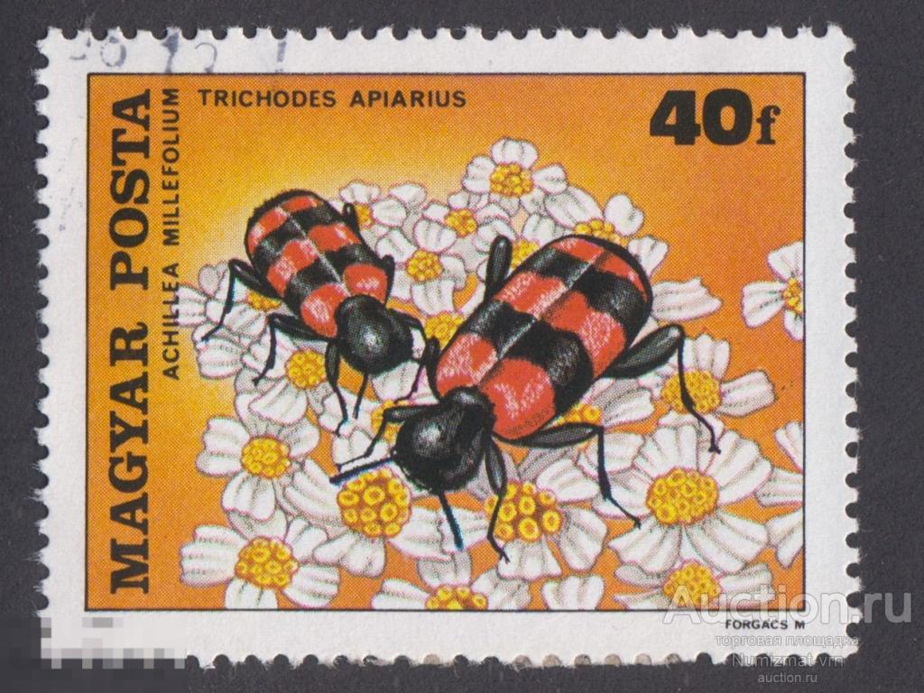 Марка Венгрия 1980 год. Пестряк пчелиный Жук семейства пестряков  пчеложук обыкновенный Жуки