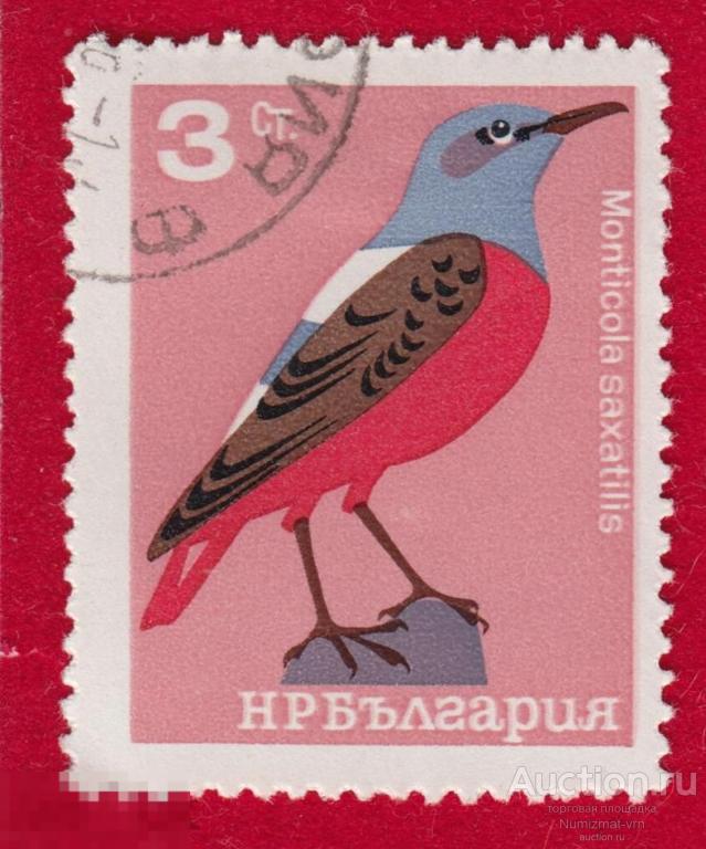 Марка Болгария 1961 год. Пёстрый каменный дрозд Воробьинообразные (Passeriformes) Птицы