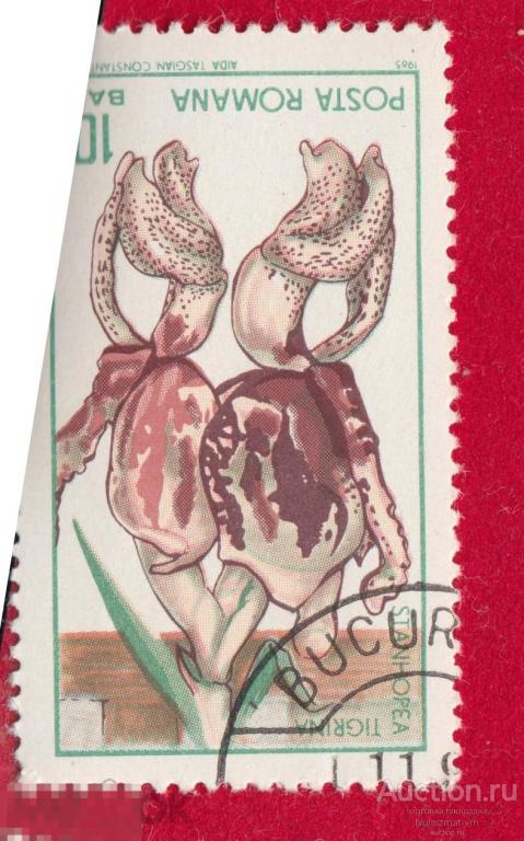 Марка Румыния 1965 год. Стангопея тигровая Тропическая орхидея-эпифит  Брак скана!