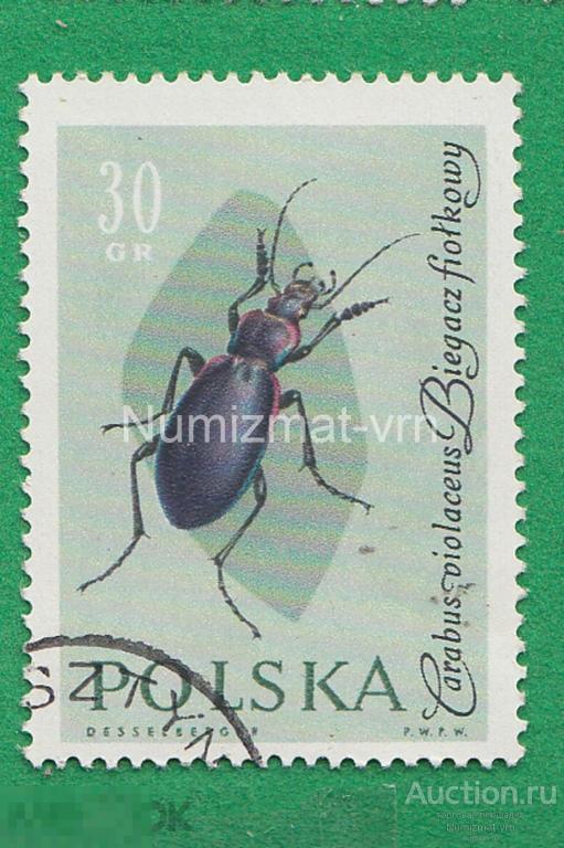 Марка Польша 1970 г. Фауна Мира. Жуки. Насекомые. Виды жуков. Жук. Фауна мира.