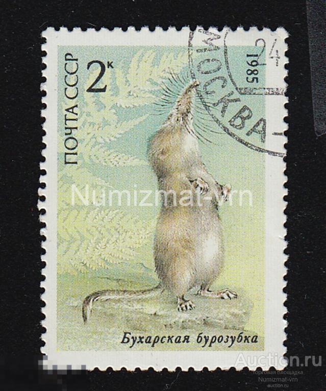 Марка СССР. 1985 г. Бухарская бурозубка. Мыши и грызуны СССР. Тушканчик. Хомяк. Мышка.