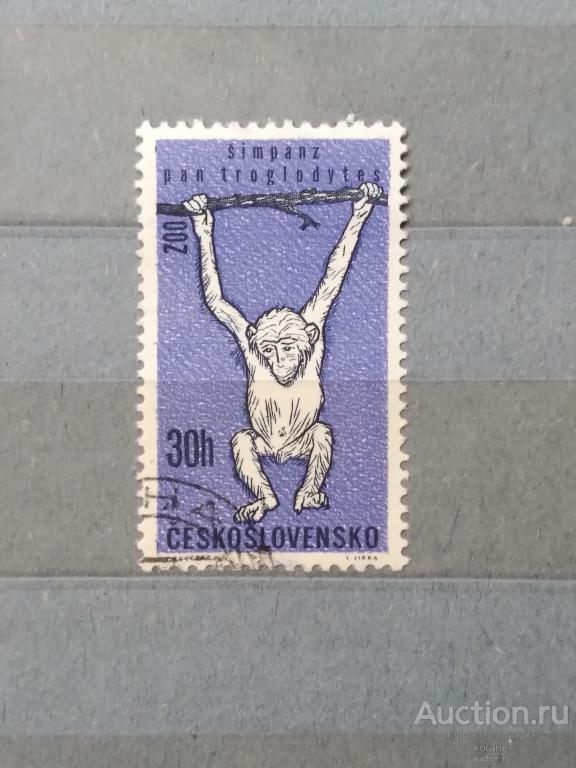 м    Чехословакия 1962 год   фауна   обезьяна