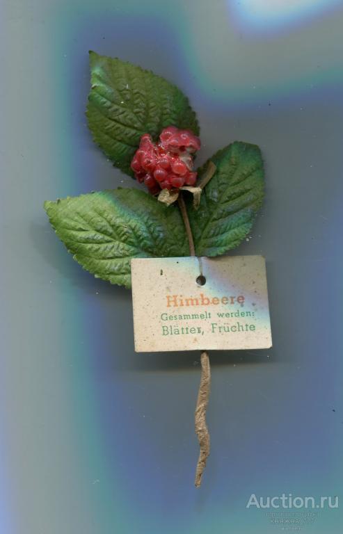 252-101.Зимняя помощь.Серия Лекарственные Травы.1942 Малина/Himbeere