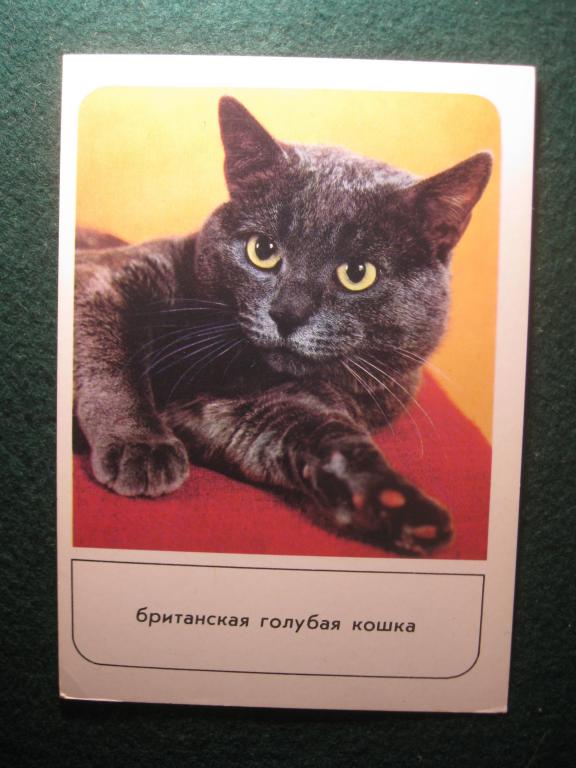Британская голубая кошка, кошки, открытка чистая СССР 1989 год, Планета (12.24)