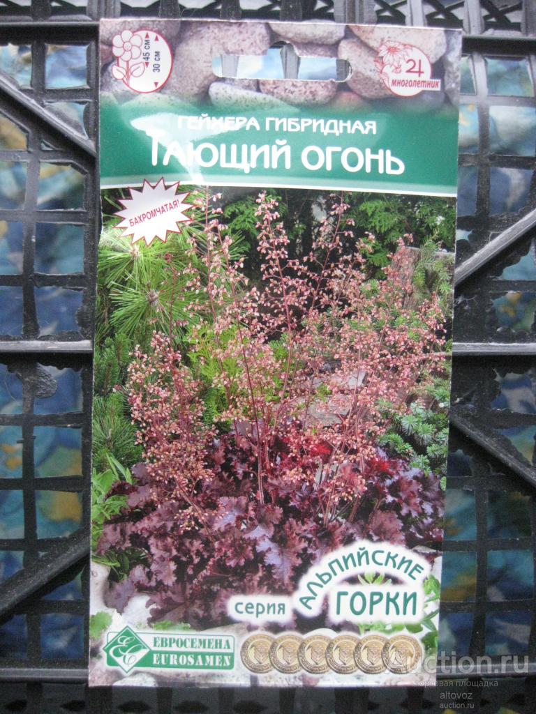 Семена цветов: многолетники. Гейхера гибридная ТАЮЩИЙ ОГОНЬ. Евросемена до 2024.12 просрочены.