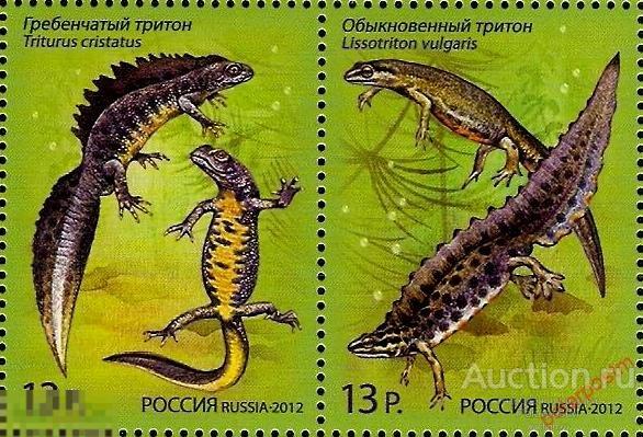 РОССИЯ 2012 1599-1600 Совместный выпуск "Российская Федерация-Республика Беларусь" Фауна Тритоны