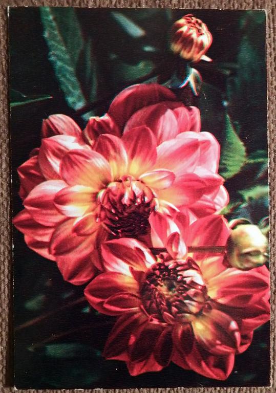 Открытка. Георгин. Павлиний глаз. 1973 год