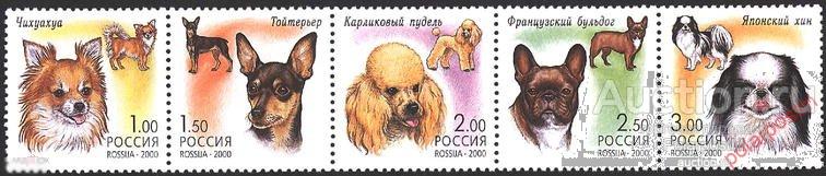 DG-16 РОССИЯ 2000 605-609 Фауна. Декоративные собаки. 214512355546