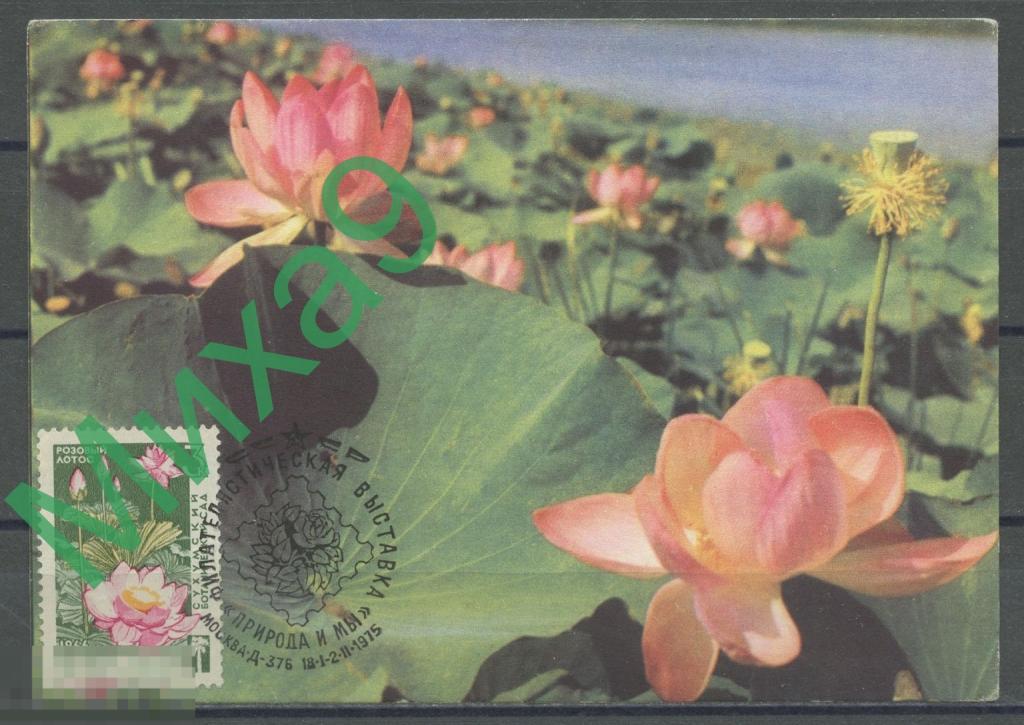 1975 КМ-3836 Розовый лотос Флора СГ Москва