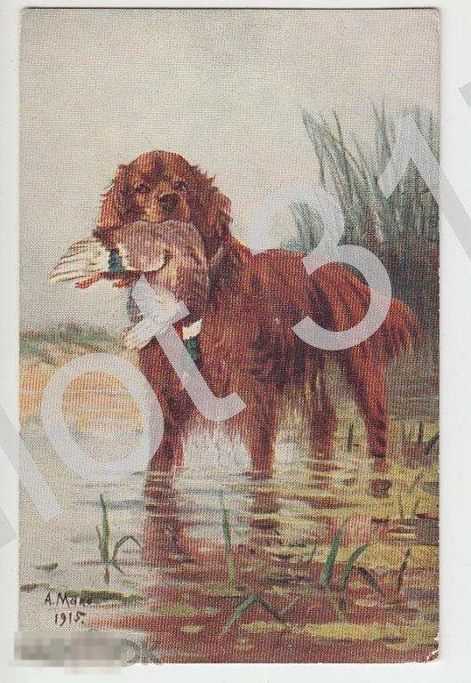 Охота.мИрландский сеттер. Мако. Почта Кисловодск-Москва 1911г.