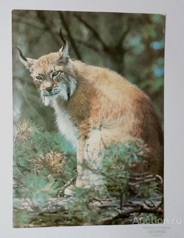 Открытка чистая Рысь Смирнов 1987 год