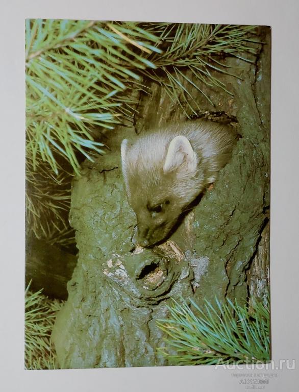 Открытка чистая Соболь Смирнов 1986 год