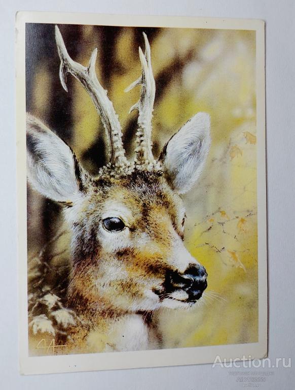 Открытка чистая Косуля Исаков 1989 г Фауна Животные Природа