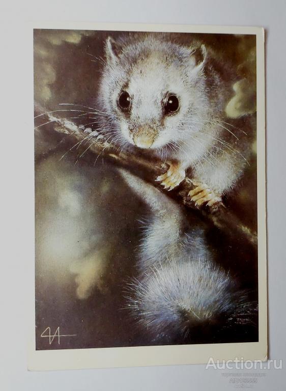 Открытка чистая полчок Исаков 1989 г Фауна Животные Природа