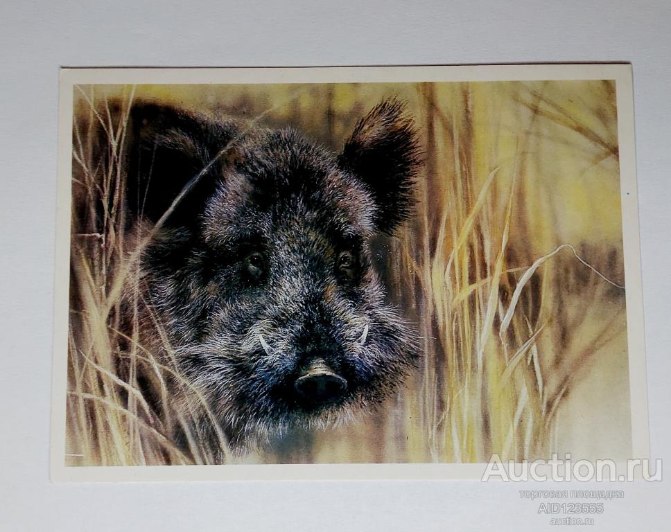 Открытка чистая Кабан Исаков 1989 г Фауна Животные Природа