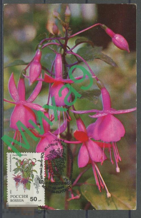 1993 КМ-3839 Картмаксимум Фуксия гибридная Флора СГ Москва