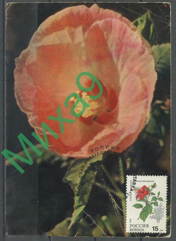 1997 КМ-3863 Картмаксимум Гибискус китайский Флора СГ Москва