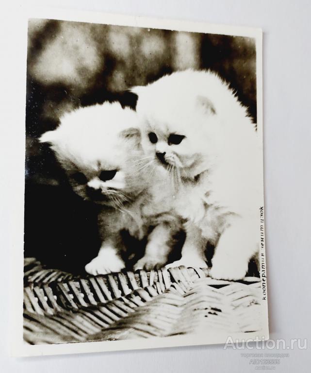 Открытка фото котята Кошки  Кооператив Зенит чистая мини