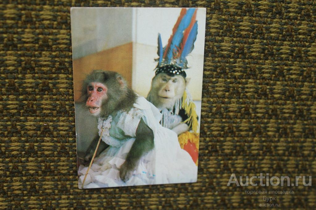 карманный календарик 1984 Цирк Обезьяны