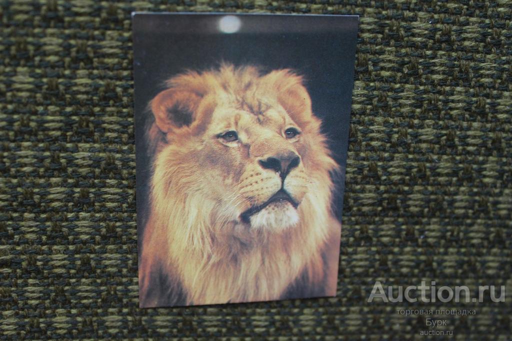 карманный календарик 1986 Цирк Лев фауна