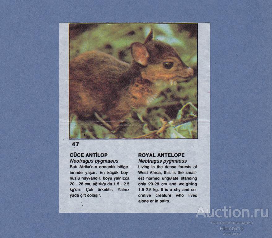 Вкладыш Cin Cin CinCin звери №47