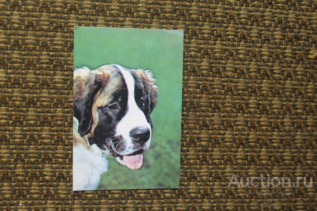 карманный календарик 1991 Кавказская овчарка собака фауна