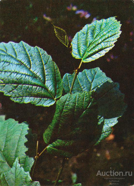 Лекарственные растения. Гамамелис виргинский. Hamamelis virginiana L. "Планета" Москва, 1980
