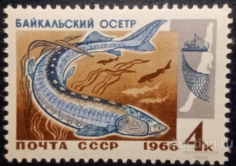 СССР 1966 г. Сол. № 3400**. Байкальский осетр.