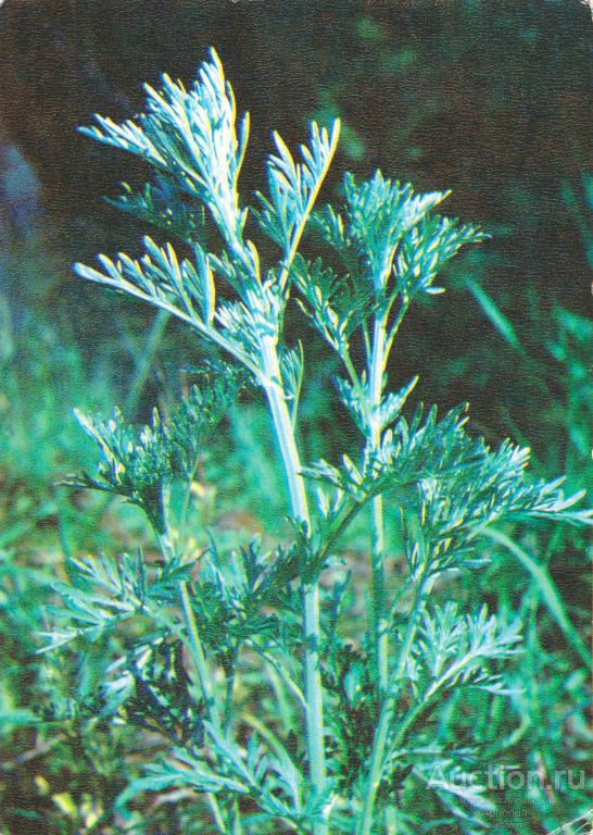 Лекарственные растения Полынь горькая (лат. Artemisia absinthium) "Планета" Москва,1980