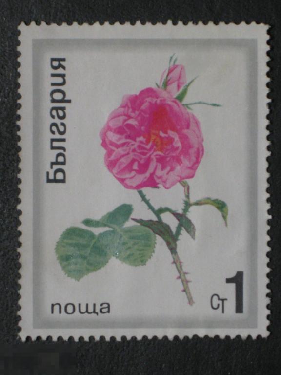 Болгария 1970 Цветы Розы марка 0.01 из серии