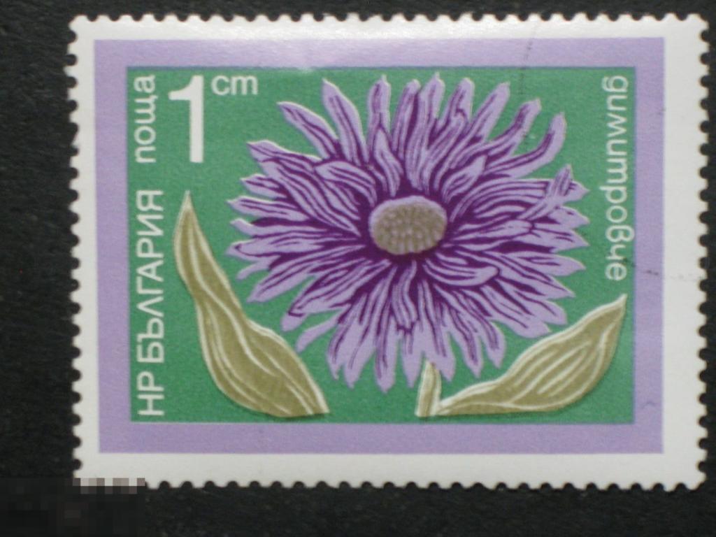 Болгария 1974 Флора Цветы Хризантема марка 0.01 из серии
