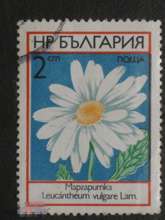 Болгария 1973 Цветы Маргаритка марка 0.02 из серии