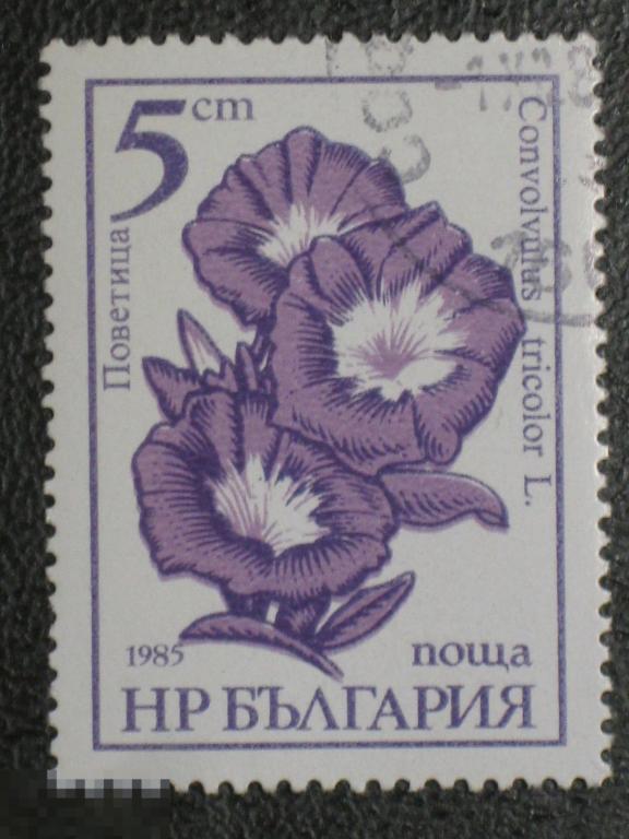 Болгария 1985 Флора Садовые цветы Вьюнок марка 0.05 из серии (и2)