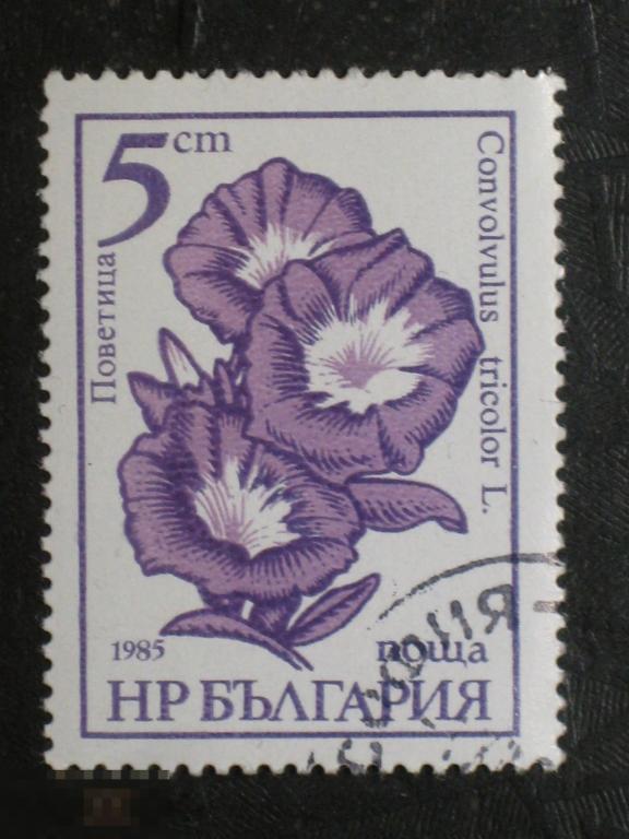 Болгария 1985 Флора Цветы Вьюнок марка 0.05 из серии
