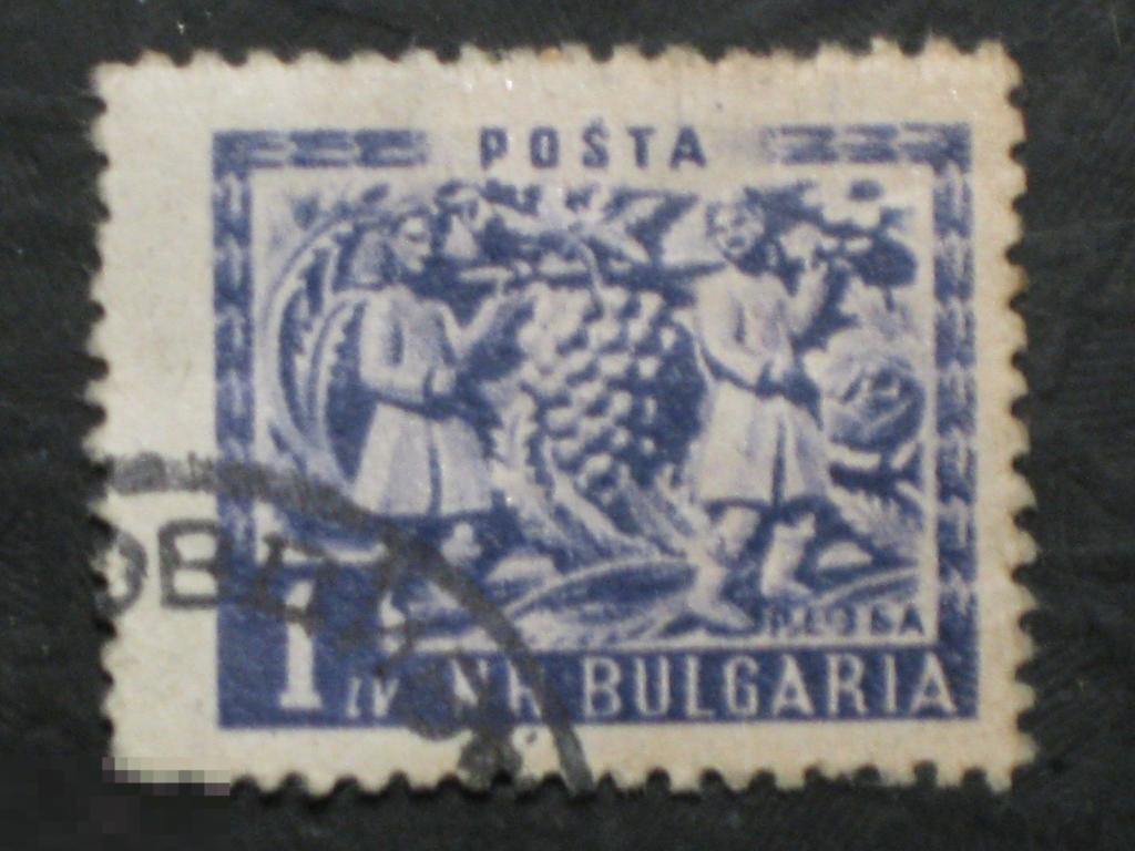 Болгария 1953 Стандарт Виноград марка 1 из серии