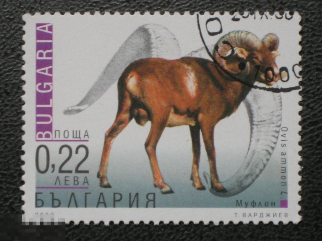 Болгария 2000 Фауна Муфлон марка 0.22 из серии
