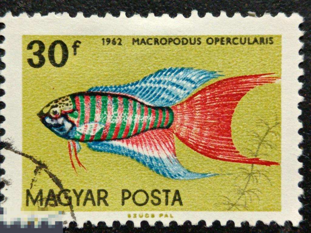 Венгрия 1962 Фауна Рыбы марка 0.30 из серии