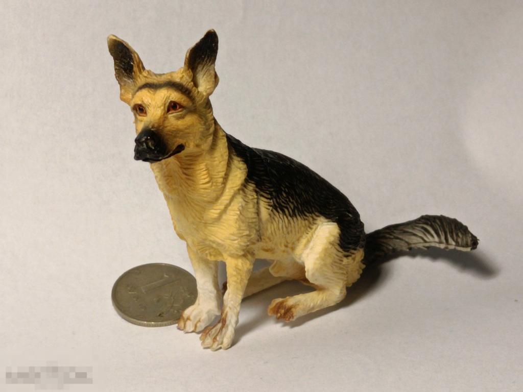 Зоопарк Собака (7) Овчарка German Shepherd dog