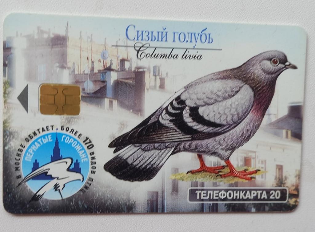 Телефонная карта МГТС  - Фауна Птицы Сизый голубь Черный стирж - 20 ед Чип 170