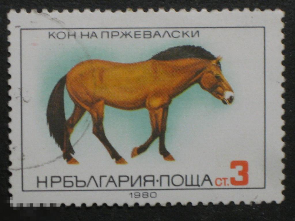 Болгария 1980 Фауна Лошади Конь марка 0.03 из серии (и2)