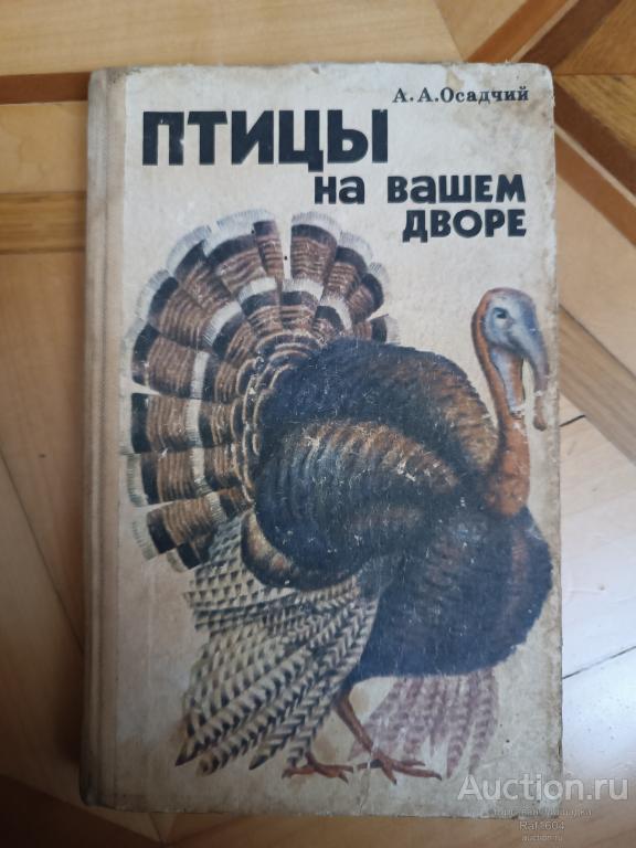 Птицы на вашем дворе