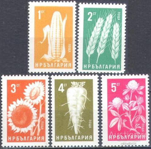 С6275 ✅ Сельское хозяйство Овощи Растения Флора 1965 Болгария 5м нп/с **