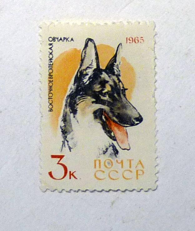 СССР марка 1965 год Охотничьи и служебные собаки негашеная