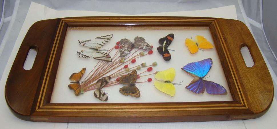 Поднос винтажный с гербарием и бабочками (Y671)