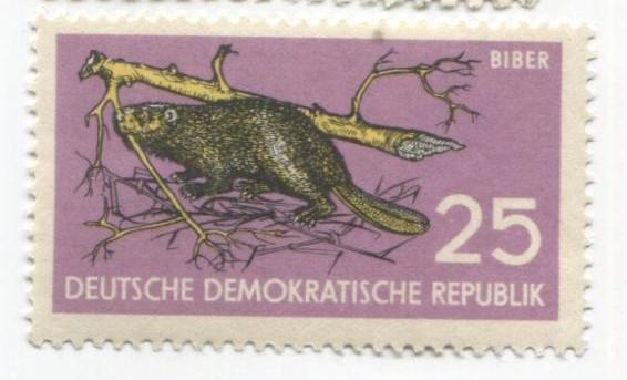 1959 Германия ГДР. Дикие животные Бобр .**