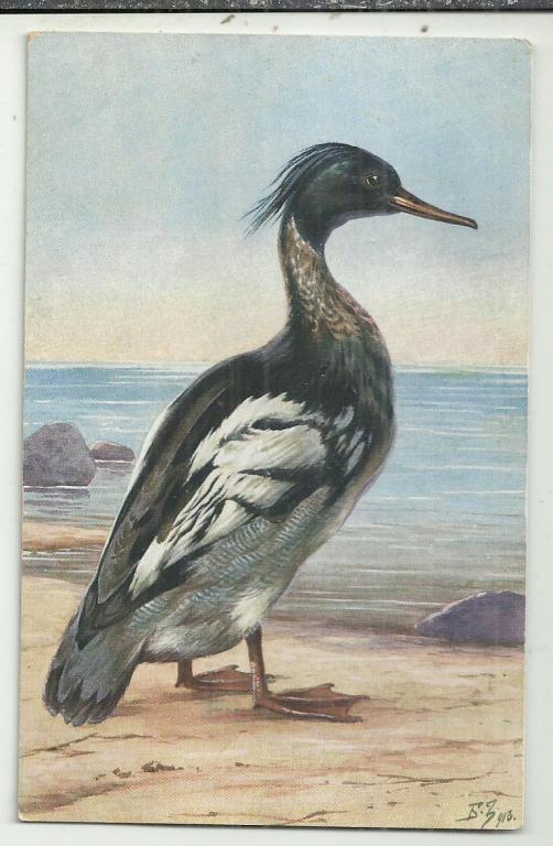 антикварная. ЗВОРЫКИН. КРОХАЛЬ БОЛЬШОЙ. птица.   вид.  СУПЕР. изд. ГРАНБЕРГ.4954/6.