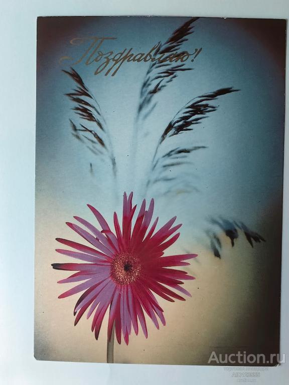 Открытка Киндрова 1986 Поздравляю чистая цветок