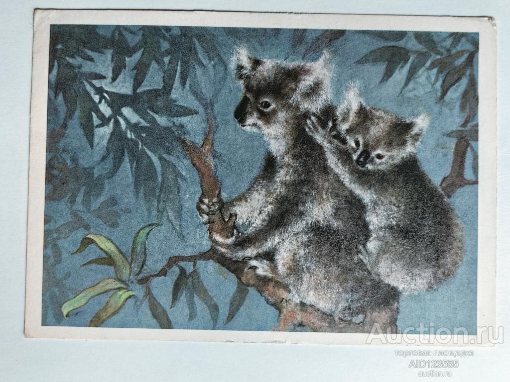 Открытка ИСАКОВ Коала Мама Детёныш Животные Фауна СССР 1982 подписана