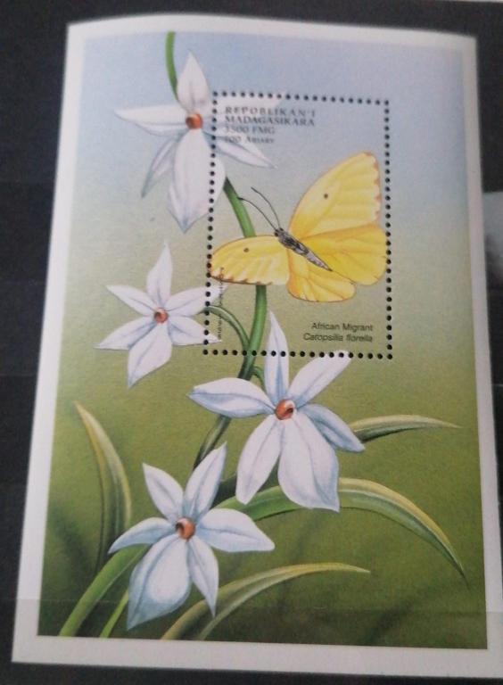 Мадагаскар Бабочки